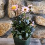 プチダリア ハミングブロンズ トレゾラ 3.5号ポット苗 ダリア 寄せ植え 花壇 カラーリーフ