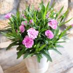 ダイアンサス (カーネーション) 源氏 4号鉢 カーネーション 鉢花 ギフト 寄せ植え 花壇 鉢植え お洒落 おしゃれ 可愛い かわいい 春の花 秋の花 花 苗 初心者
