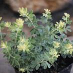 ロータス ブリムストーン 2.5〜3号ポット苗 寄せ植え 花壇 カラーリーフ