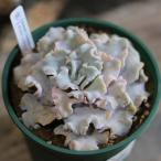 ショッピングエケベリア 多肉植物 エケベリア クリスペートビューティー 4号鉢 お洒落 おしゃれ 可愛い かわいい カッコイイ インテリア 人気 育てやすい 苗 初心者