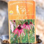 原種 エキナセア パリダ 3〜3.5号ポット苗 寄せ植え 花壇 鉢植え お洒落 おしゃれ 可愛い かわいい 夏の花 秋の花 花 苗 初心者 希少