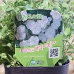 エボルブルス サマースノー 3.5号ポット苗 アメリカン