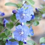 エボルブルス ブルーラグーン 4号ポット苗 アメリカン