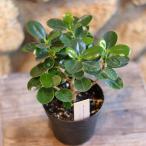  Panda gaju maru 3.5~4 номер горшок gaju maru декоративное растение растение в горшке модный модный симпатичный симпатичный интерьер популярный салон рассада начинающий редкий 