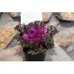  - кнопка платина кудрявая капуста g Rossi - красный 3 номер pot рассада лист ...... цветок .