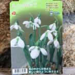 スノードロップ4球入寄せ植え花壇鉢...