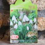 巨大輪スノードロップマウントエベレ...