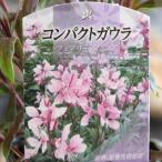 コンパクトガウラ フェアリーズソング 3号ポット苗 ガウラ 白蝶草 寄せ植え 花壇