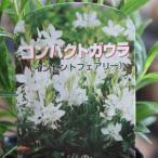 コンパクトガウラインセントフェアリ...