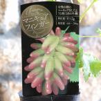 ブドウ マニキュアフィンガー 3.5号
