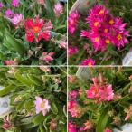 ヘリクリサムローズビューティーピン...