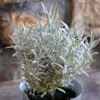 ヘリクリサムホワイトシップ2.5〜...