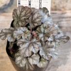  - Rudy n гейхера Hollywood 3.5 номер pot рассада Jardin.... цветок . растение в горшке модный стиль Schic затенитель от солнца сад день . цвет leaf лето. цветок цветок 