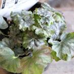  - Rudy n гейхера Париж 3~3.5 номер pot рассада Jardin.... цветок . растение в горшке модный симпатичный затенитель от солнца сад день . лето. цветок цветок рассада начинающий цвет leaf 