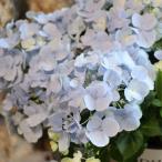 ショッピングアジサイ PW アジサイ ラグランジア クリスタルヴェール2 3.5号ポット苗 ハイドランジア 紫陽花 ハクサン 植木 苗木 鉢植え 地植え お洒落 可愛い 春の花 夏の花 花 苗