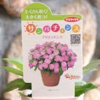 サンパチェンス プリティピンク 3.5号ポット苗 インパチェンス サカタのタネ 寄せ植え 鉢植え 花壇 お洒落 おしゃれ 可愛い 春の花 夏の花 秋の花 花 苗 初心者