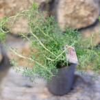 isopogomf.rumosa slow z кукуруза 3~3.5 номер pot рассада o-ji- растения .... цветок . растение в горшке модный модный симпатичный весна. цветок лето. цветок цветок рассада начинающий редкий 