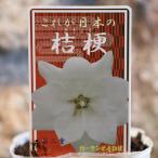キキョウ江戸の桔梗花壇地錦抄白二重...