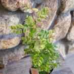 . ввод Breynia disticha 'Roseopicta' .....3~3.5 номер pot рассада . вид маленький штамп. дерево .... растение в горшке цветок . модный модный симпатичный цветок рассада начинающий цвет leaf редкий 