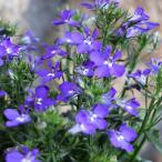 栄養系ロベリア レオン ミニダークブルー 3.5号ポット苗 ロベリア 寄せ植え 鉢植え 花壇 お洒落 おしゃれ 可愛い かわいい 春の花 夏の花 秋の花 花 苗
