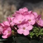 アッサムニオイザクラ スィートル