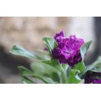 . -слойный .. stock лиловый 3.5 номер pot рассада .... цветок .