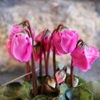 ミニシクラメン ウィンターベル マジェンタ 2.5〜3号ポット苗 鉢植え お洒落 おしゃれ 可愛い かわいい 春の花 冬の花 花 苗 初心者 希少