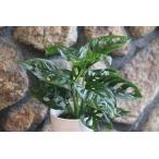 madokazla монстера Freed lihi Star Lee 3 номер ~3.5 номер горшок декоративное растение 