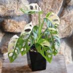斑入り マドカズラ モンステラ フリ