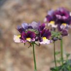 宿根ネメシアブルーベリーパイ3.5...