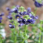 宿根ネメシアメーテルミッドナイトブ...