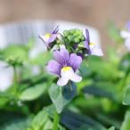 宿根ネメシアプリティプリーズブルー...