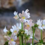 宿根ネメシアメーテルエレーヌ3.5...