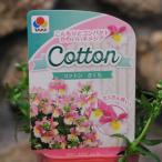 宿根ネメシアコットンさくら3〜3....