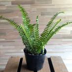 【契約農家直送商品】 シダ タマシダ 3.5号ポット苗 観葉植物 寄せ植え 鉢植え 花壇 お洒落 おしゃれ 可愛い かわいい 苗 初心者