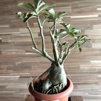 ショッピング契約 【契約農家直送商品】【現品２】 塊根植物 アデニウム オペスム 5号鉢 多肉植物 コーデックス 砂漠のバラ お洒落 可愛い カッコイイ インテリア 室内 花 苗 希少