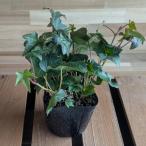 [ договор сельское хозяйство дом прямая поставка товар ] ivy 3 номер pot рассада 1 АО распродажа хедера .... цветок . растение в горшке модный модный симпатичный симпатичный сильный рассада начинающий почвопокровные растения 