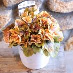 ヒューケラエレクトラ5号鉢1株販売...