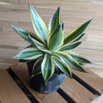 【契約農家直送商品】 斑入り アガベ 五色万代 ゴシキバンダイ 4号ポット苗 多肉植物 鉢植え 地植え お洒落 可愛い カッコイイ インテリア 苗 ロックガーデン