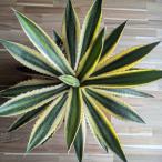 ショッピング契約 【契約農家直送商品】【現品１】 斑入り アガベ 五色万代 ゴシキバンダイ 6号ポット苗 多肉植物 鉢植え 地植え お洒落 可愛い カッコイイ インテリア 室内 苗