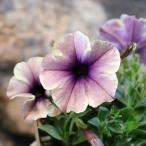 ペチュニア モンローウォーク ベールモーブシルバー 3.5号ポット苗 寄せ植え 鉢植え 花壇 お洒落 おしゃれ 可愛い シック 春の花 夏の花 秋の花 花 苗 初心者