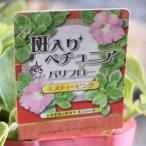 斑入りペチュニアバリフローミスティ...