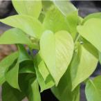  pothos lime 3 номер pot рассада декоративное растение 