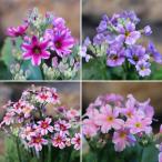  звезда .. примула malakoites etoile ассортимент 3~3.5 номер pot рассада Sakura ..... цветок . растение в горшке модный модный симпатичный весна. цветок зимний цветок цветок рассада начинающий 