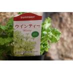  Suntory Sakura saw u Inte .- lime зеленый 3.5 номер pot рассада Sakura ..... цветок .