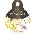 la наан kyula слаксы Apollo n4~5 номер pot рассада .... цветок . растение в горшке модный симпатичный античный . корень . луковица каждый год .. весна. цветок зимний цветок цветок рассада начинающий 