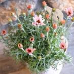 ローダンセマム プリマリア 3〜3.5号ポット苗 寄せ植