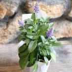 宿根サルビアサリーファンディープオ...