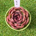 ショッピングエケベリア 多肉植物　Echeveria Pushke  エケベリア　プシュケ　韓国苗　ＰＯＰＰＩＮ’ ＰＬＡＮＴＳ