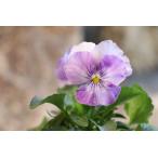  хорошо ..s Mille laichi3.5 номер pot рассада анютины глазки viola sakata. tane.... цветок .